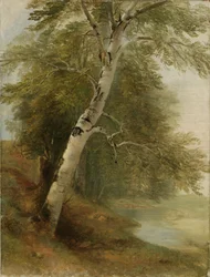 Studie přírody: bříza, 1860